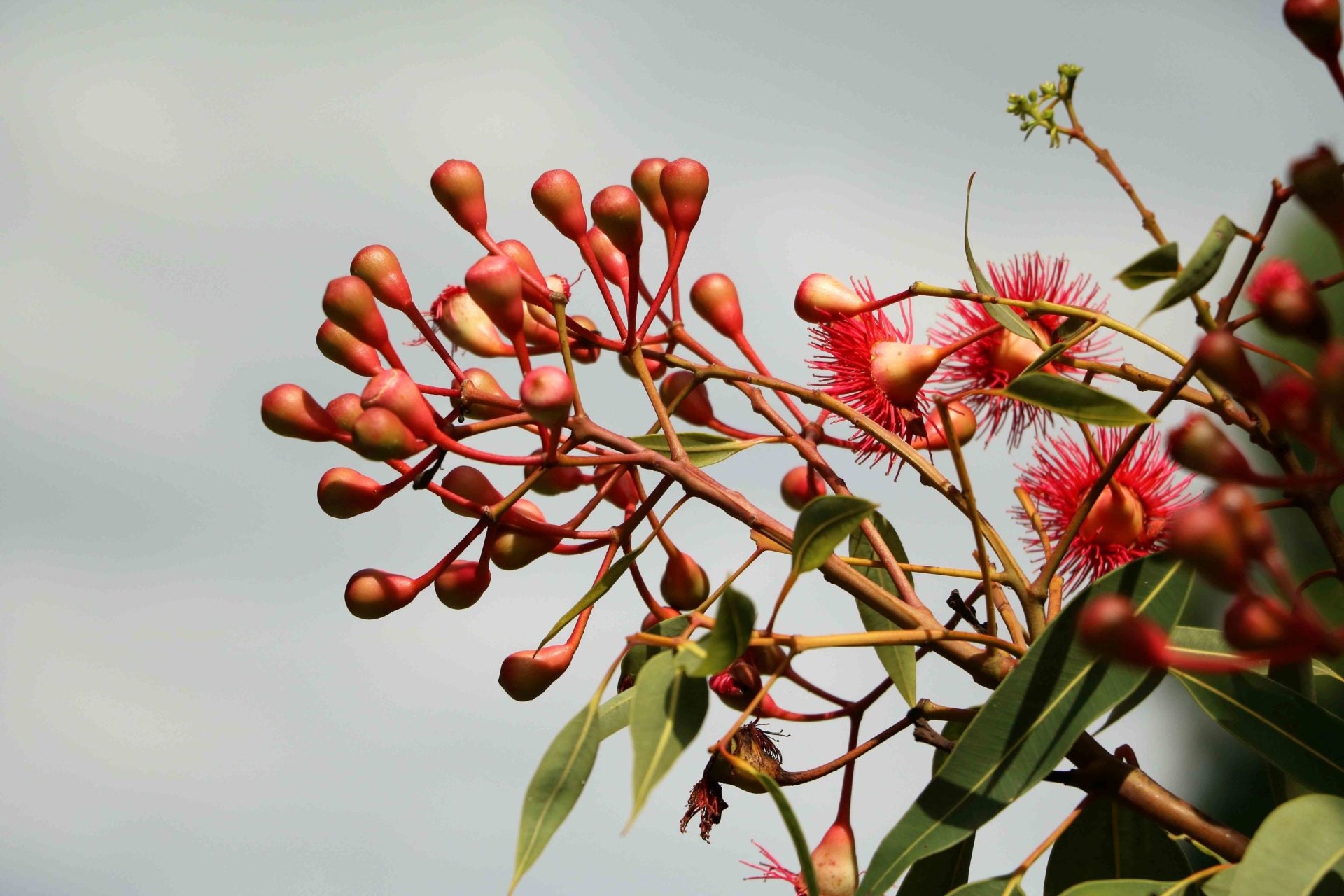 roter Eukalyptus camaldulensis zur Gewinnung von Eukalyptusöl camaldulensis bio