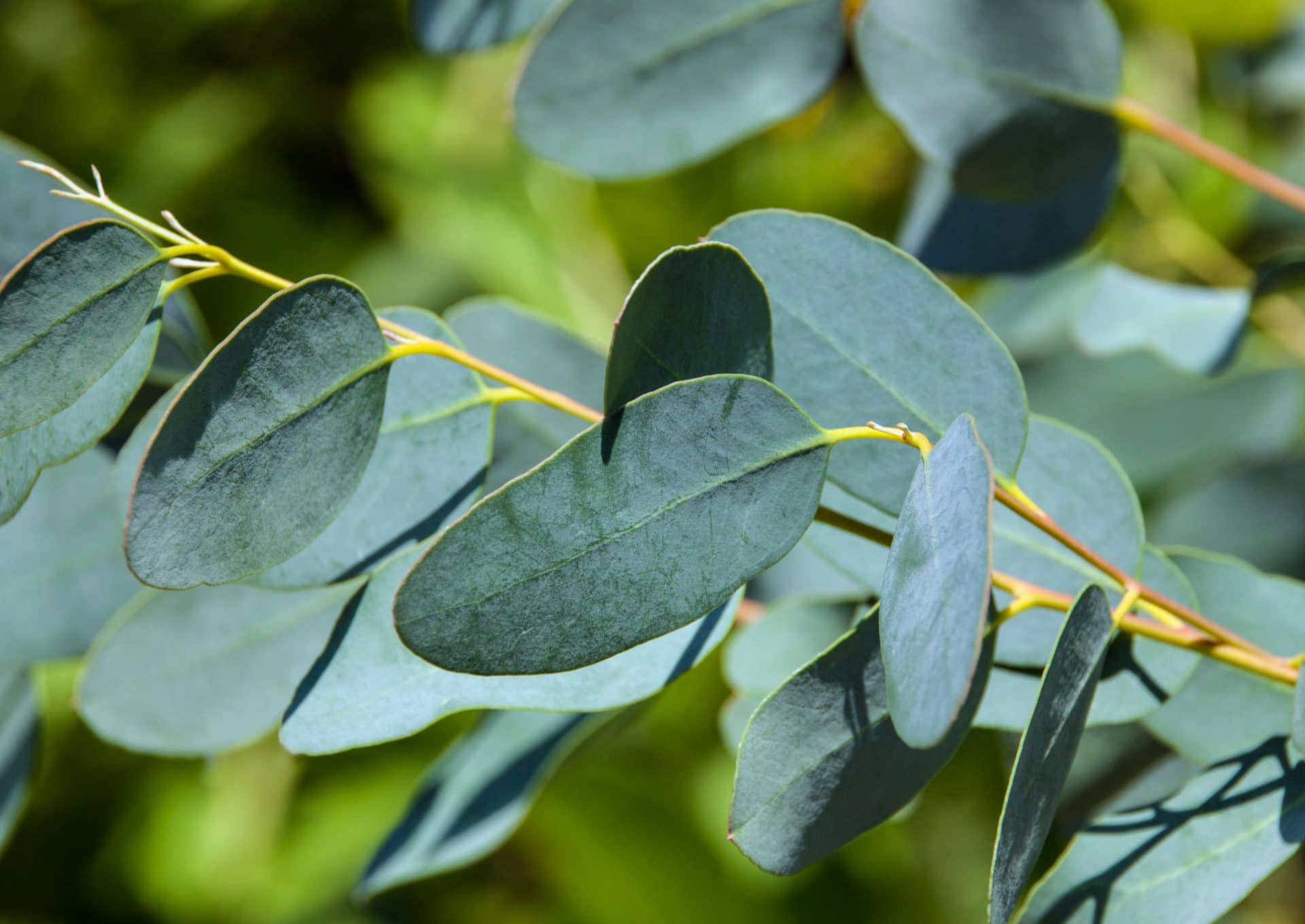Eukalyptus - Blätter zur Gewinnung von Eukalyptus-Öl dives piperitone bio – Reines Öl aus Südafrikas Herz