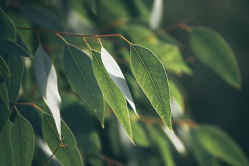 Eukalyptusöl staigeriana bio - von ESSENCE - PUR | naturrein & hochwertig