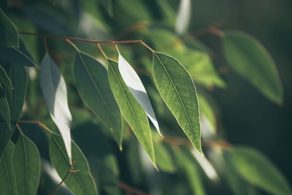 Eukalyptus staigeriana zur Gewinnung von Kindereukalyptusöl Eukalyptusöl staigeriana bio