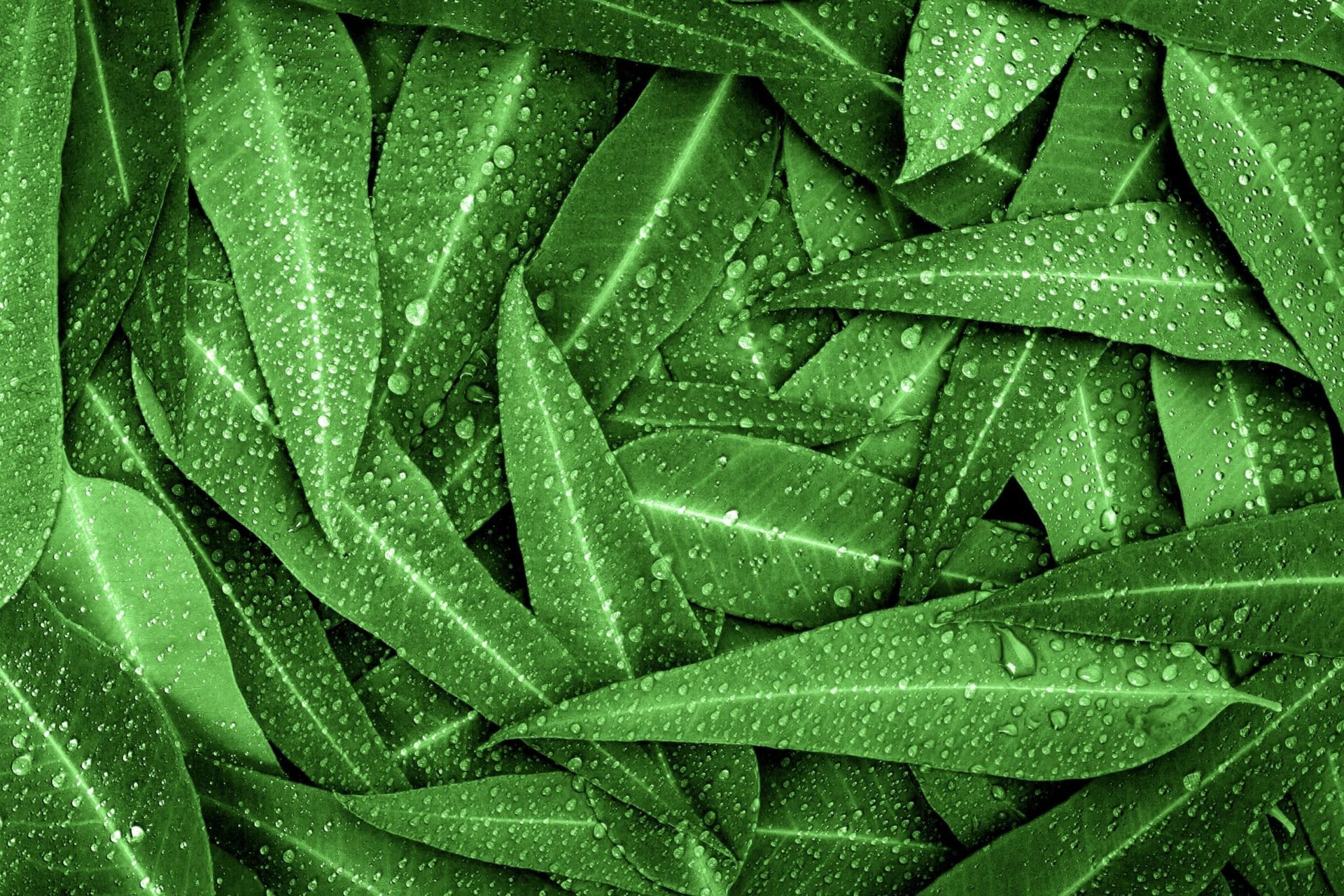 Eukalyptus_Syncarpia zur Gewinnung von Eukalyptusöl syncarpia (ätherisches Öl)