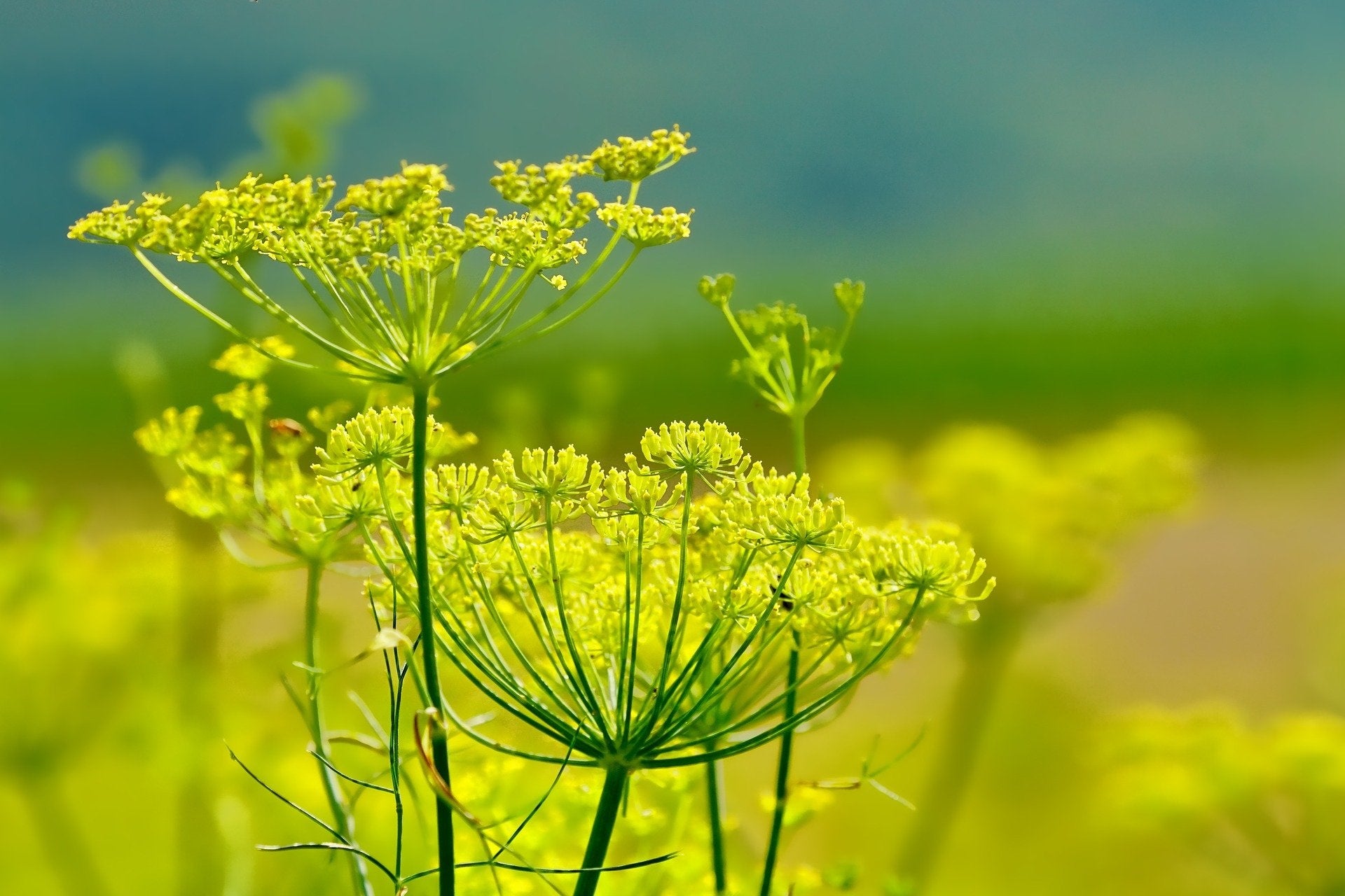 wild blühender Fenchel zur Gewinnung von ätherischem Bitter Fenchel Öl