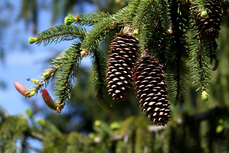 Zweig einer Fichte (Picea abies) mit reifen braunen Zapfen und jungen rötlichen Trieben – aufgenommen in einem österreichischen Bergwald bei blauem Himmel