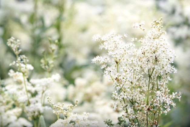Nahaufnahme von blühendem Mädesüß (Filipendula ulmaria), auch bekannt als Wiesenkönigin, mit zarten weißen Blüten in natürlicher Umgebung.
