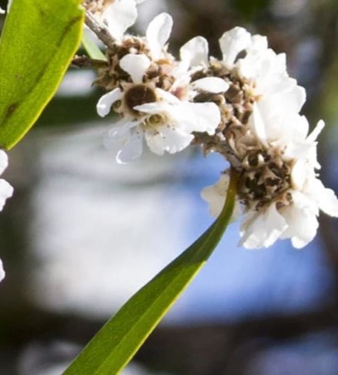 Agonis fragrans zur Gewinnung von Fragoniaöl (ätherisches Öl)