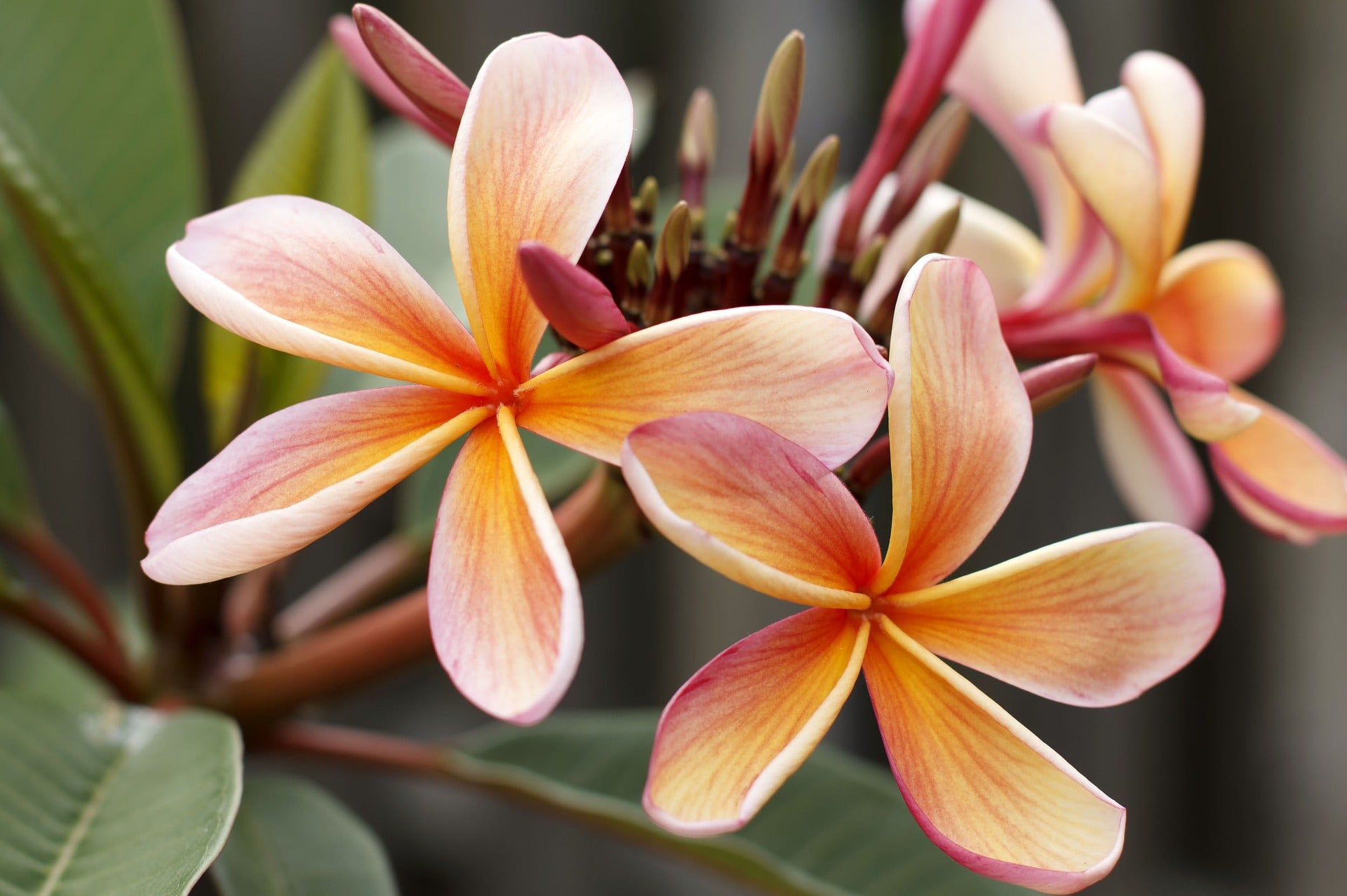 Nahaufnahme zweier orange-rosa Frangipani-Blüten (Plumeria) mit grünen Blättern im Hintergrund – tropische Pflanze der Komoren.