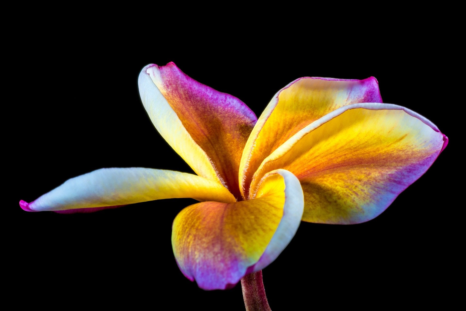 Makroaufnahme einer exotischen Frangipani-Blüte (Plumeria) mit leuchtenden Gelb-, Rosa- und Violetttönen auf schwarzem Hintergrund – Symbol für Sinnlichkeit und tropische Schönheit.