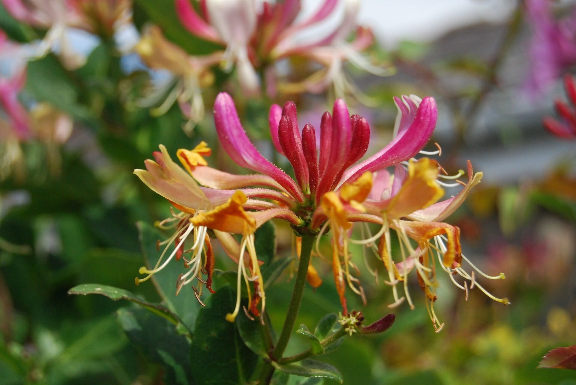 Geissblatt-Lonicera-honeysuckle zur Gewinnung von Geißblatt Extrakt