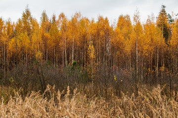 Betula alleghaniensich Britton - Gelbbirke zur Gewinnung von Birkenöl wild (Betula alleghaniensis)
