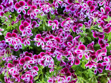 Geranie Pelargonium graveolens Blüten – Ausgangspflanze für Geranien Hydrolat bio Bourbon.