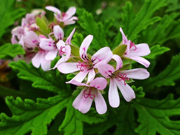 Geranienöl bio (Rosengeranie) aus Ägypten - von ESSENCE - PUR | naturrein & hochwertig