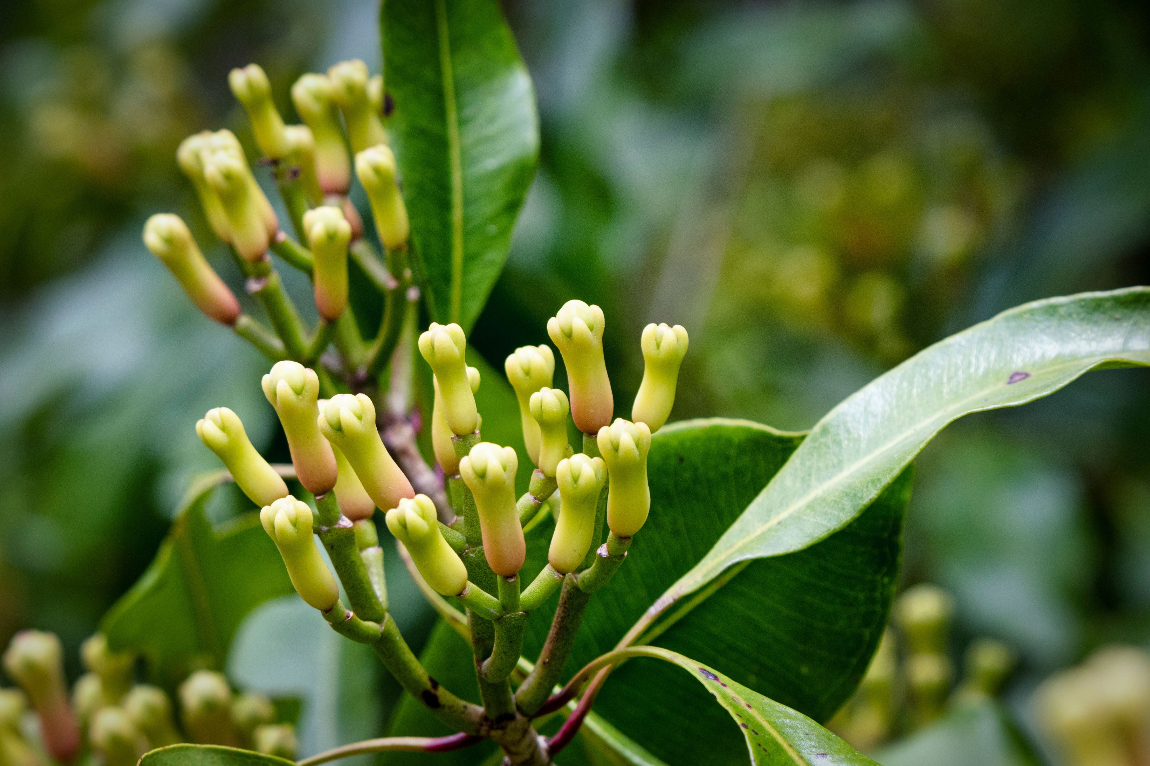 Gewürznelke mit grünen Blättern zur Gewinnung von Nelkenblätter Öl bio (Eugenia caryophyllus) aus Indonesien – Ätherisches Öl