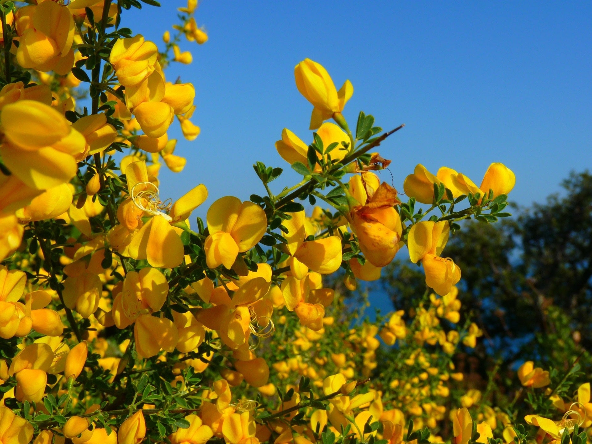 Ginsterblüten am Baum zur Herstellung von Ginster absolue 20% in Bio-Alkoholverdünnung