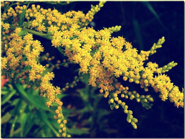 Goldrutenöl (Solidago puberula) ätherisches Öl - von ESSENCE - PUR | naturrein & hochwertig
