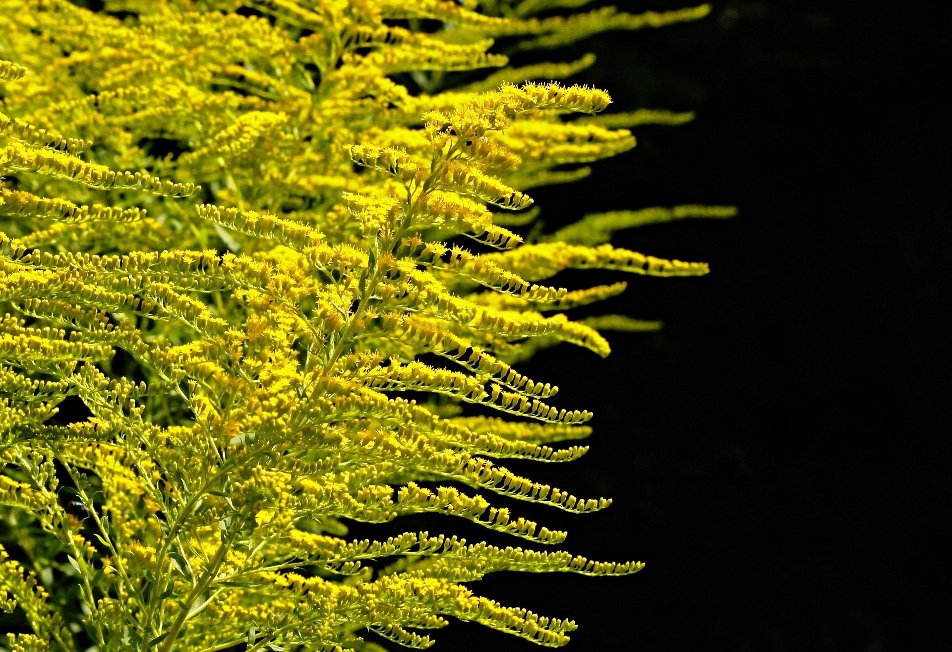 Goldrute Strauch zur Gewinnung von Goldrutenöl bio (Solidago canadensis) ätherisches Öl