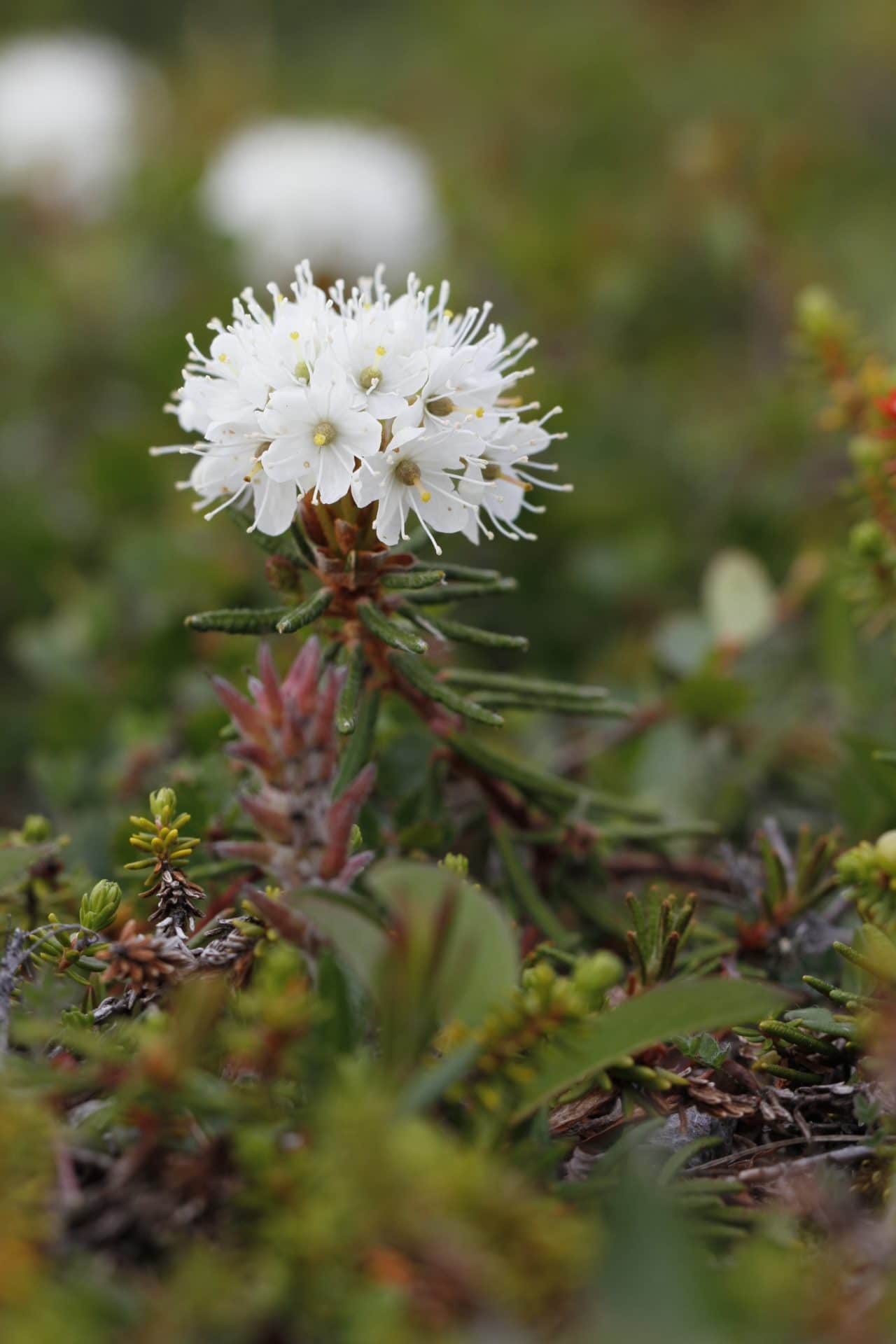 rhododendron-groenlandicum zur Gewinnung von Ledum - Grönland Porst (ätherisches Öl)