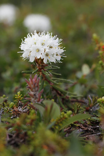 Grönland - Porst Öl bio (Ledum groenlandicum) aus Kanada – Ätherisches Öl - von ESSENCE - PUR | naturrein & hochwertig