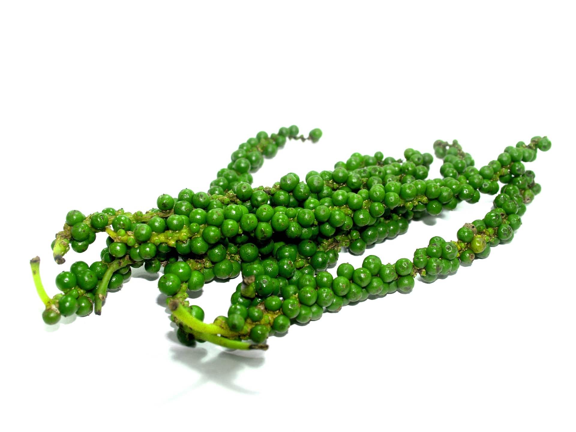 Grüne Pfefferbeeren zur Gewinnung von Pfefferöl grün (ätherisches Öl)