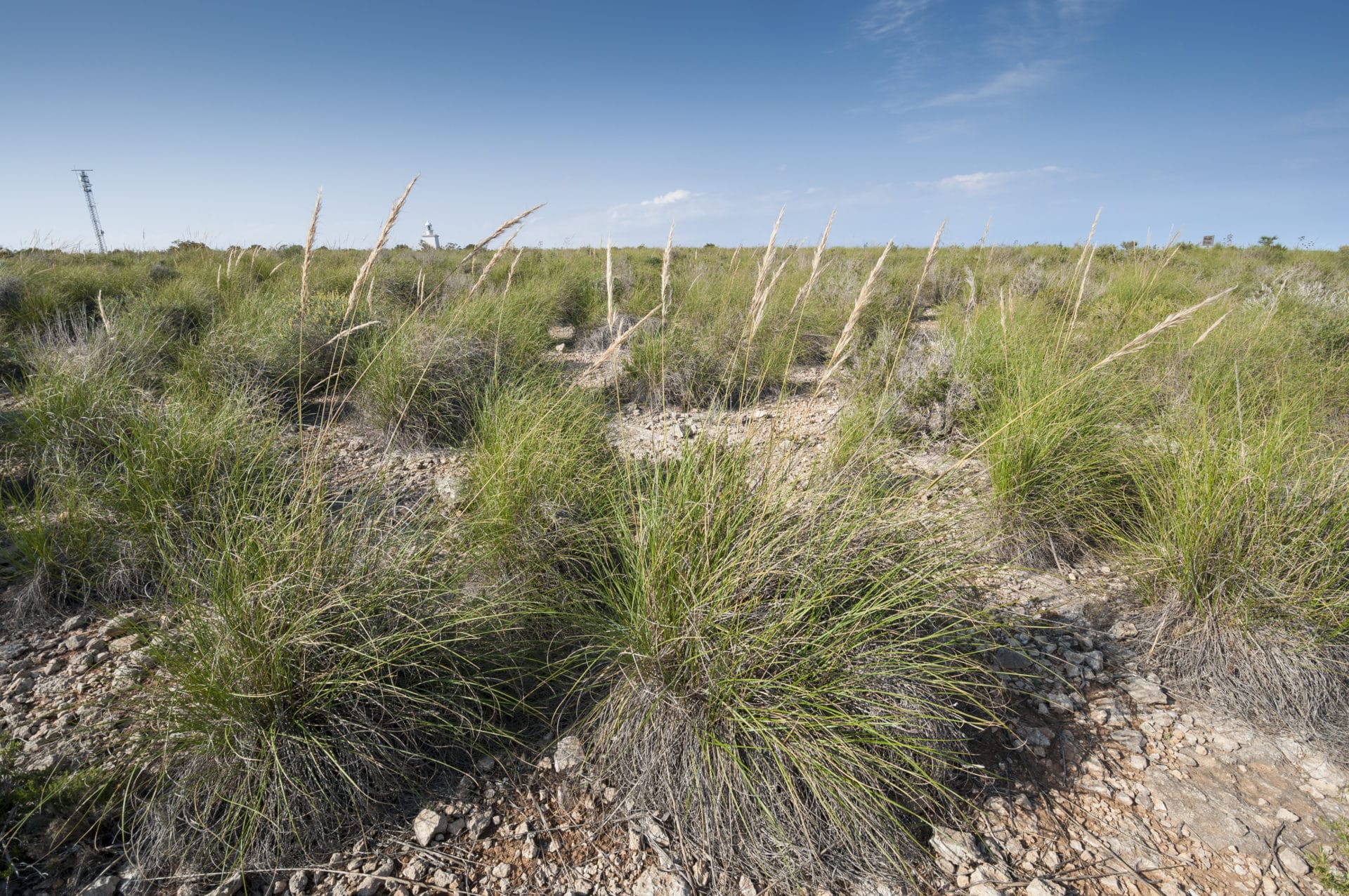 Halfagras in der weiten Steppe zur Gewinnung von Halfagras absolue 100%
