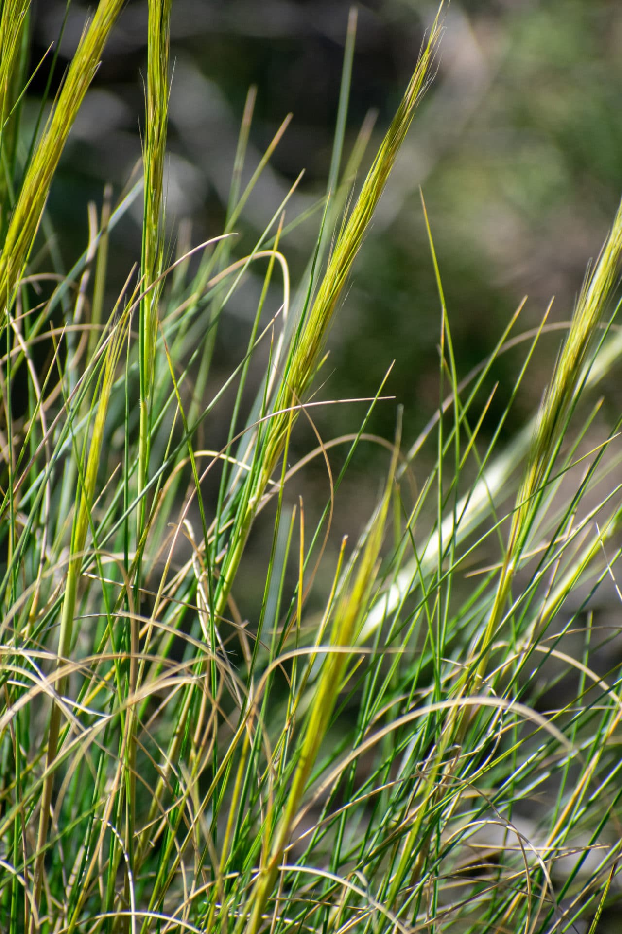 Halfagras-Stipa tenacissima zur Herstellung von Halfagras absolue 50% (Bio-Alkoholverdünnung)