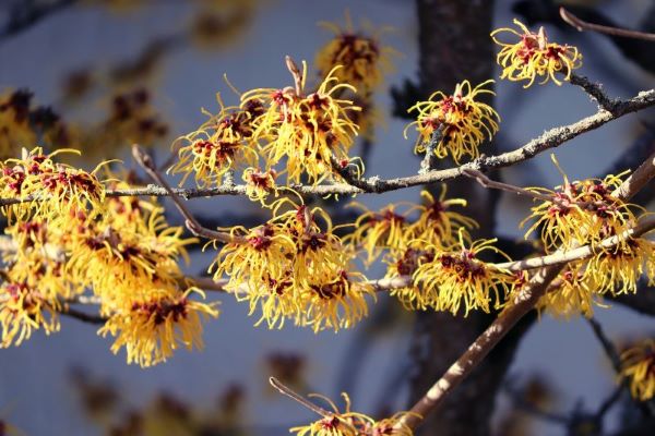 Blühende Hamamelis-Zweige (Zaubernuss) mit leuchtend gelben, fadenförmigen Blüten im Winterlicht – Symbol für natürliche Reinheit und sanfte Pflanzenkraft