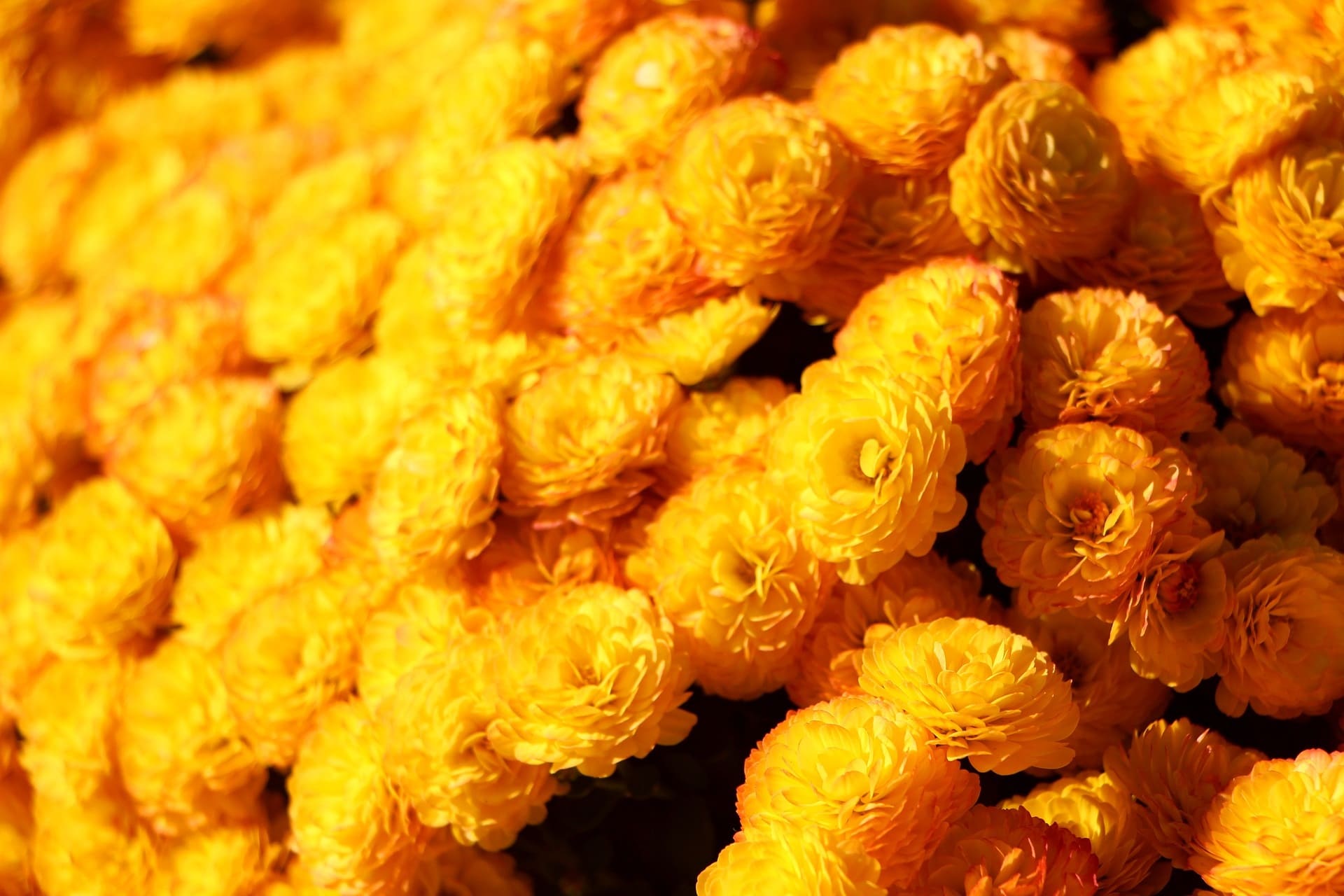 Everlasting zur Gewinnung von Helichrysum Gymnocephalum bio (ätherisches Öl)