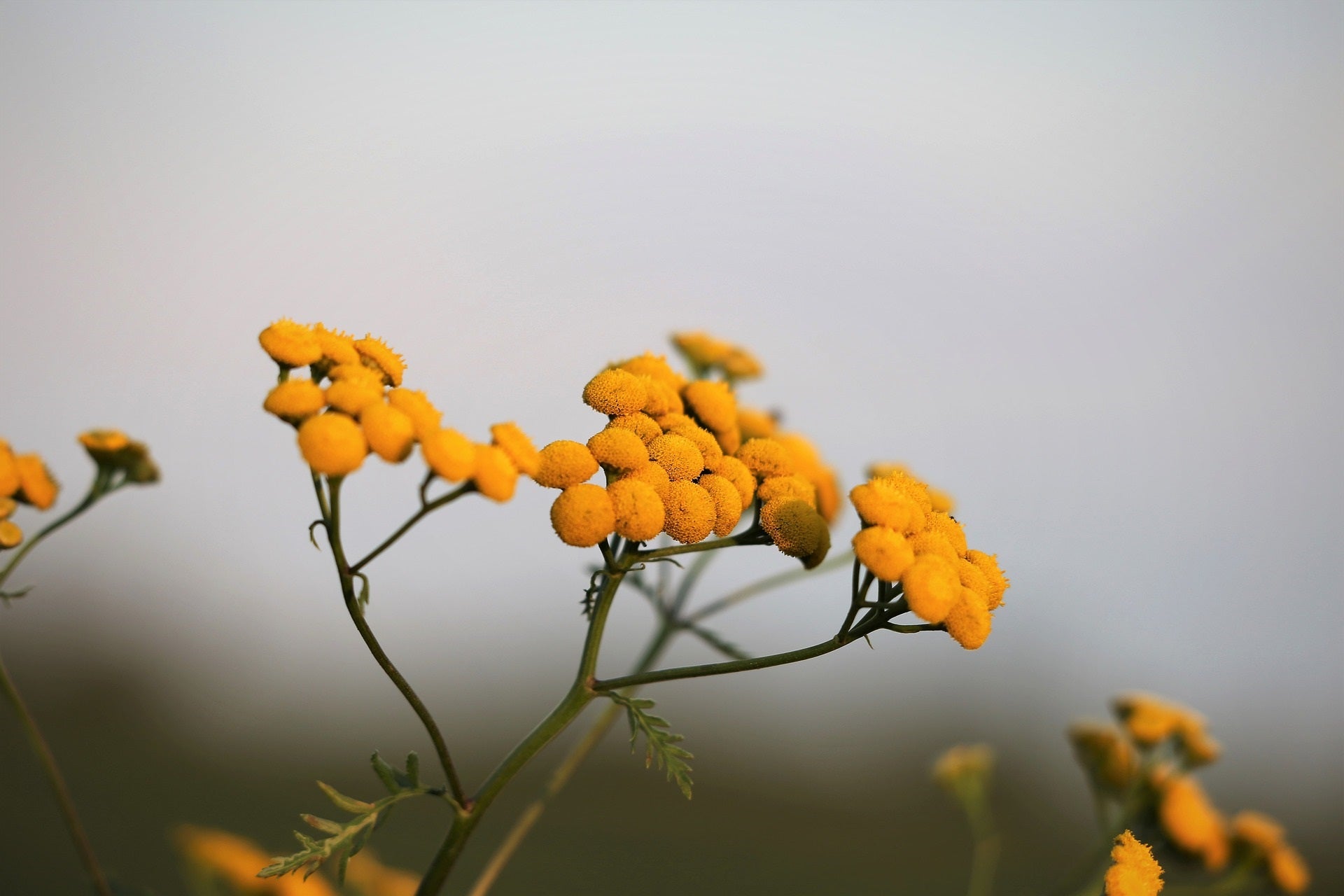 blühende Immortele (Helicrysum italicum) zur Gewinnung von bestem Immortellenöl bio 