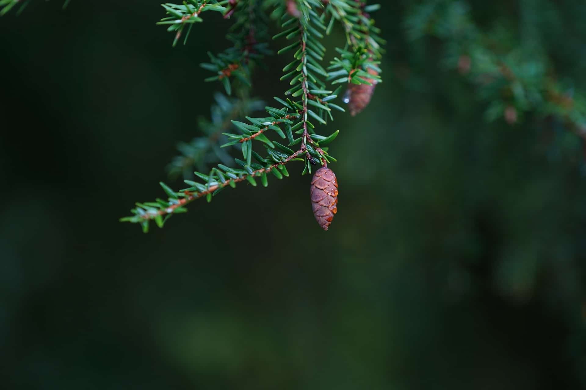 Hemlocktannenzweig mit Frucht zur Gewinnung von Hemlocktanne bio (ätherisches Öl)