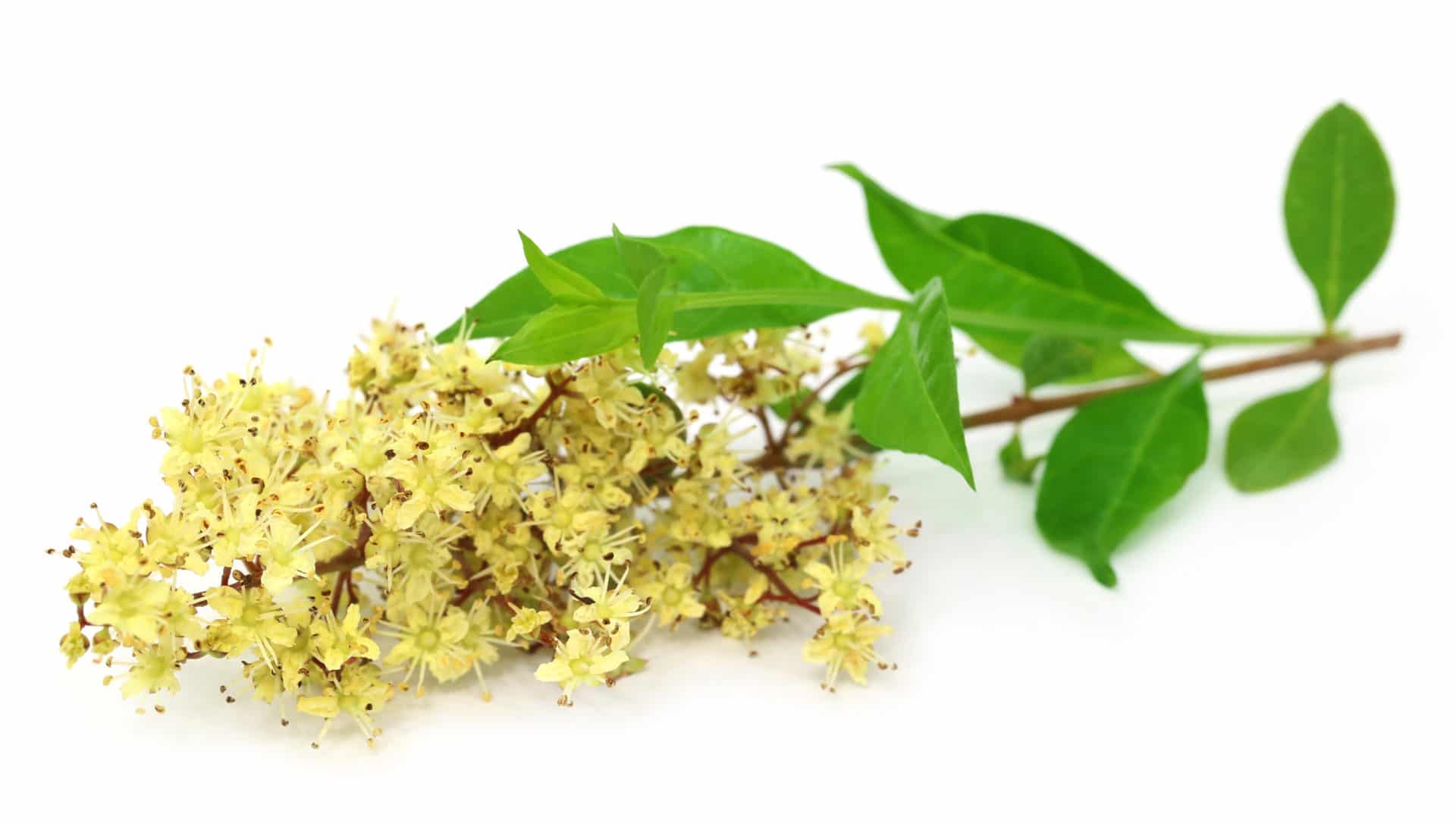 Hennablüten zur Gewinnung von Henna weiß (ätherisches Öl)