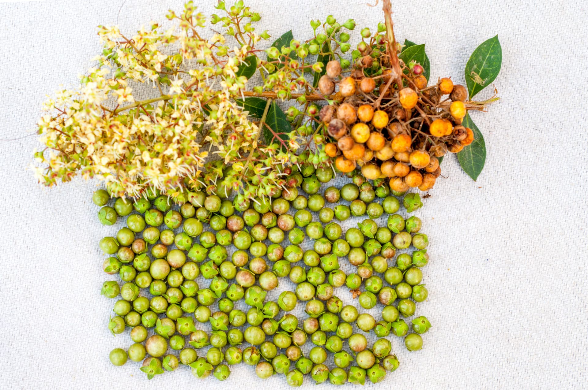 Hennablüten zur Herstellung von Henna weiß 5% (Bio-Alkoholverdünnung)