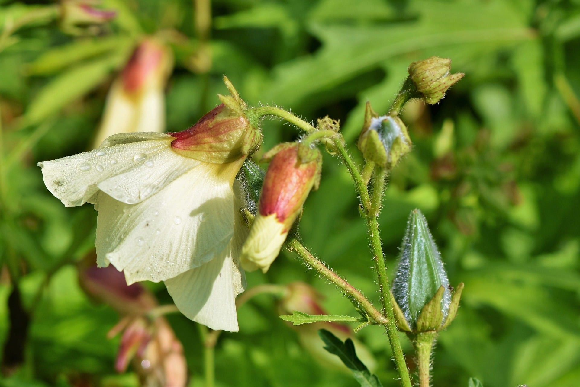 Hibiscus abelmoschus zur Gewinnung von Moschuskörner absolue 100%