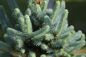 Himalaya - Tanne bio (ätherisches Öl) - von ESSENCE - PUR | naturrein & hochwertig