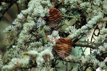 Zedernholz Öl bio Himalaya – (Cedrus deodara) aus Nepal - von ESSENCE - PUR | naturrein & hochwertig