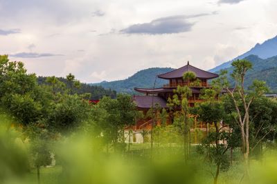 Hinoki_japanische Zypresse zur Gewinnung von Hinokiöl Zweige (japanische Zypresse)