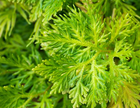 Japanese Hinoki leaf zur Gewinnung von Hinoki Blatt Öl (ätherisches Öl)