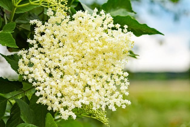 blühender Holunder zur Gewinnung von Holunderblüte absolue (Bio-Alkoholverdünnung 20%)