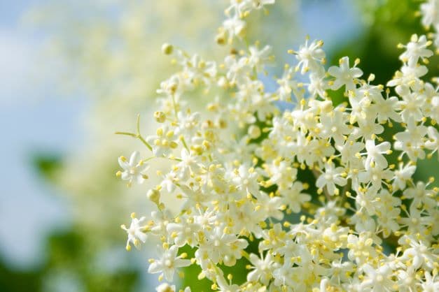 frische Holunderblüten zur Herstellung von Holunderblüte absolue 100%