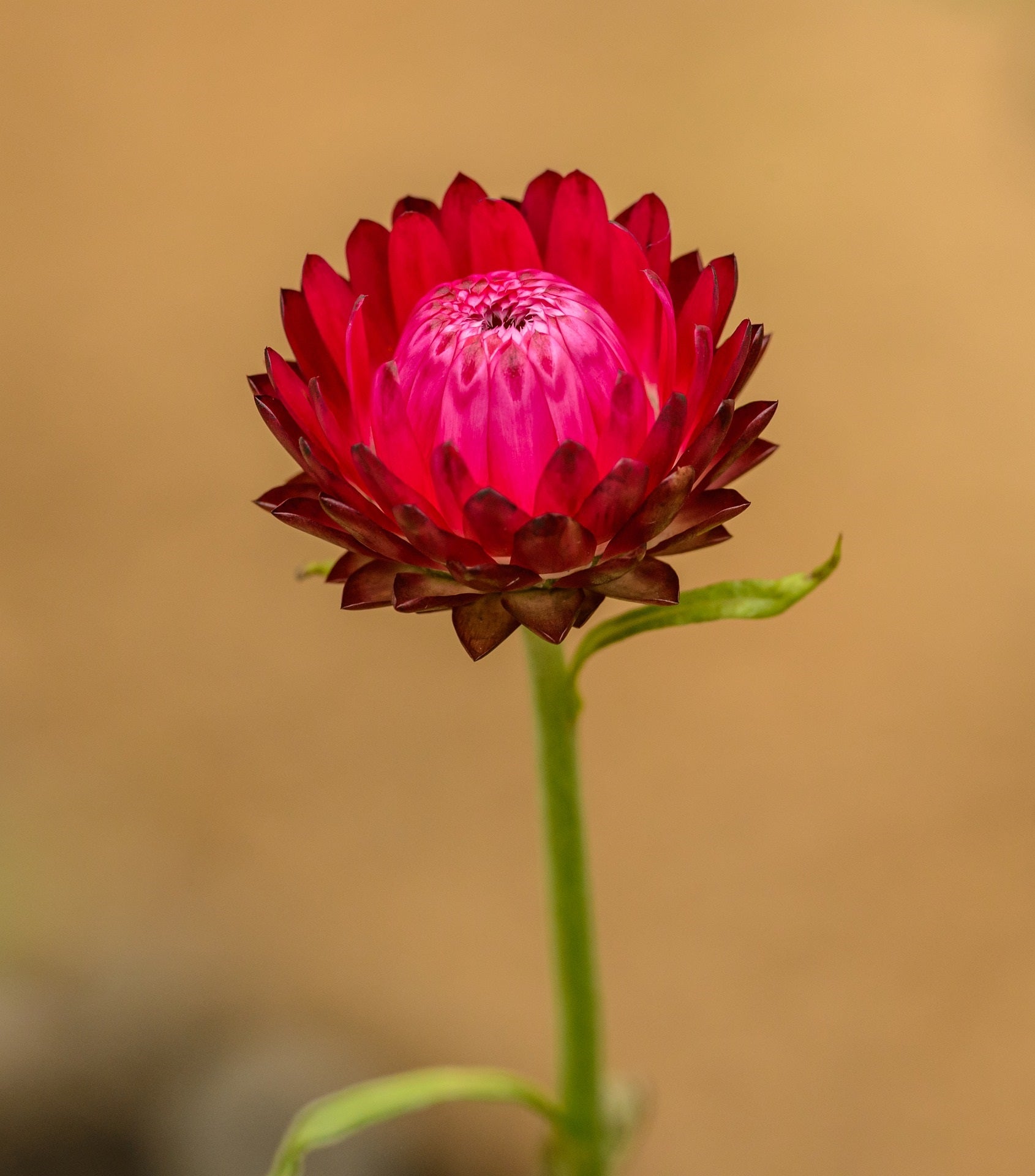 blühende, rote Immortelle auf Madagaskar zur Gewinnung von feinstem Immortelle bracteiferum Öl bio (Helichrysum bracteiferum) - ätherisches Öl