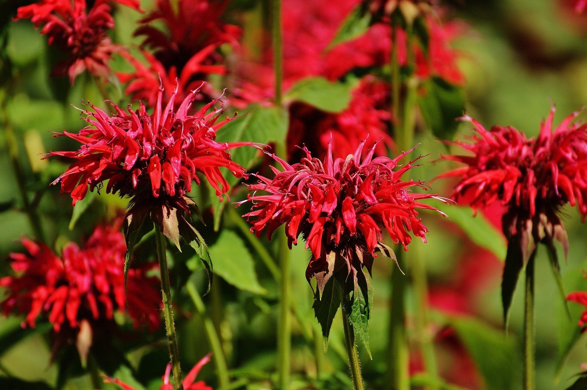 Indianernessel rote Blüte Indianernessel ct geraniol (ätherisches Öl)