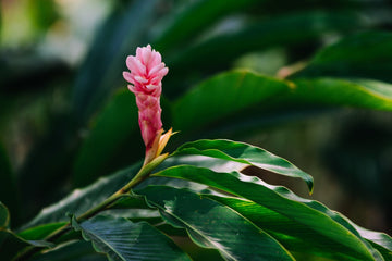 Gingerlily (ätherisches Öl) - von ESSENCE - PUR | naturrein & hochwertig