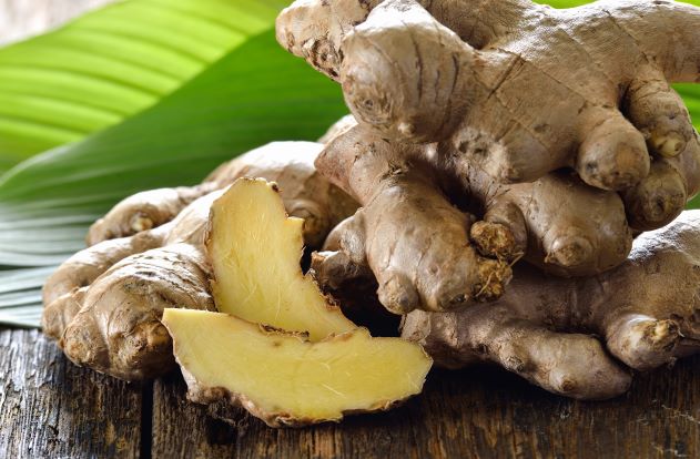 frische Ingwerwurzeln in Bio Qualität zur Gewinnung von Ingweröl bio (ätherisches Öl)