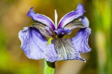 Irisbutter 30% (Iris pallida) in Bio - Alkohol aus Frankreich – Edle Duftkomposition - von ESSENCE - PUR | naturrein & hochwertig