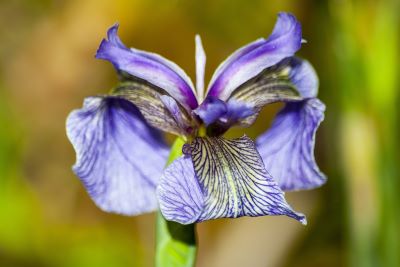 Iris pallida_Blüte zur Herstellung von Iriswurzel absolue 30% (Bio-Alkoholverdünnung)