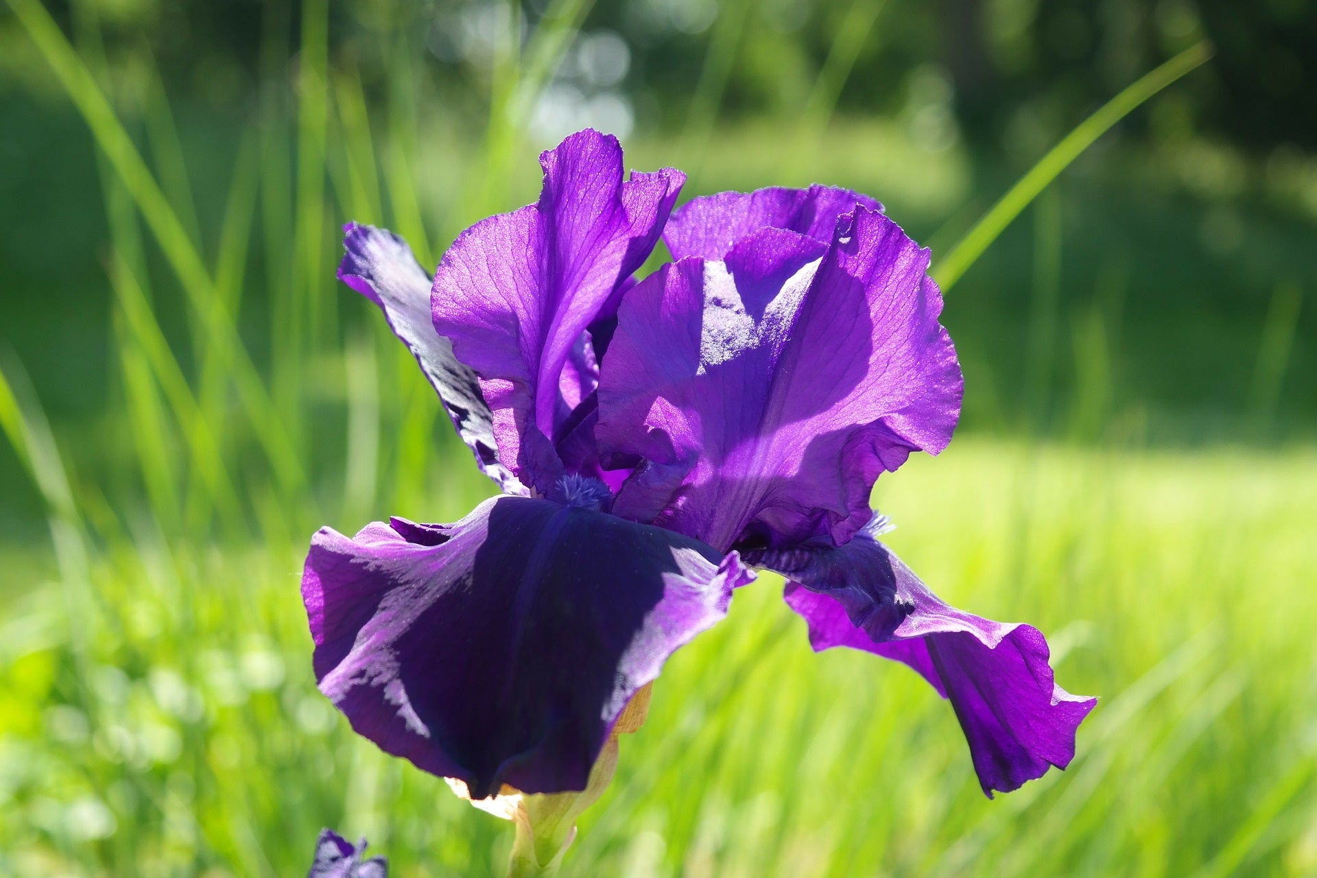 Iris Blüte Iris Pallida zur Gewinnung von Iriswurzel absolue 100% (ätherisches Öl)