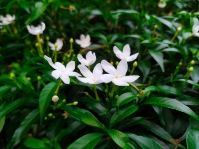 Jasminblüten von Jasminum grandiflorum zur Gewinnung von Jasmin Grand Cru absolue 5% (Bio-Alkoholverdünnung)