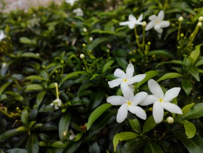 3 Jasminblüten zur Gewinnung von Jasmin Grand Cru absolue 10% (Bio-Alkoholverdünnung)