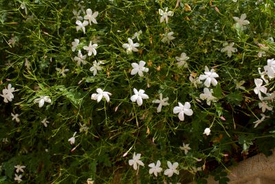 Jasmin Grandiflorum Blüten zur Gewinnung von Jasmin Grand Cru absolue 100%