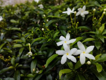 Jasmin Grand Cru Absolue 10% (Bio - Alkoholverdünnung) - von ESSENCE - PUR | naturrein & hochwertig