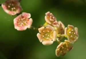 Johannisbeerblatt Absolue 20% (Bio - Alkoholverdünnung) - von ESSENCE - PUR | naturrein & hochwertig