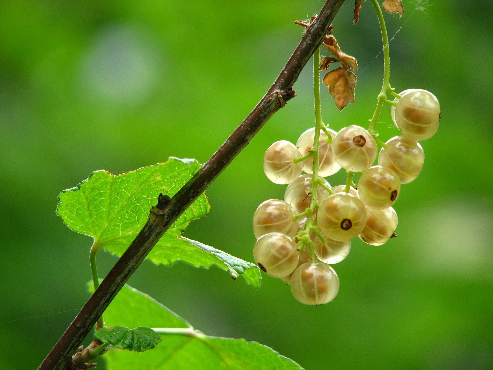 weiße Johannisbeeren und grüne Blätter am Ast
